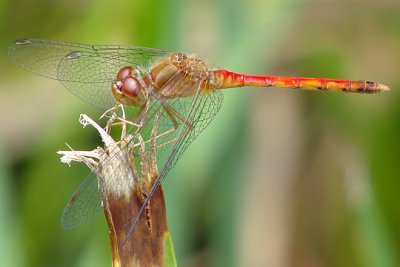 Meadowhawk