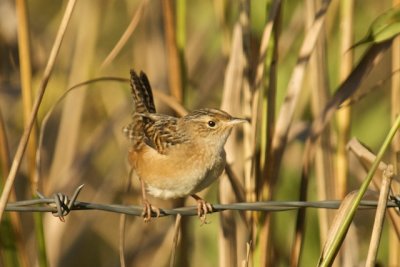 Sedge Wren