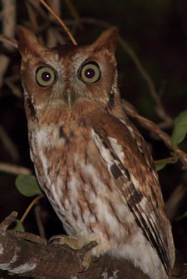 Eastern Screech Owl - Successful Owl Prowl