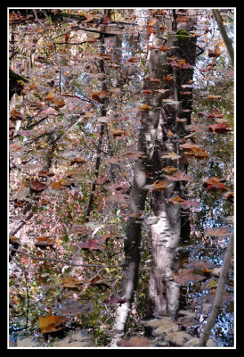 Autumn Confusion at 1000 Acre Swamp