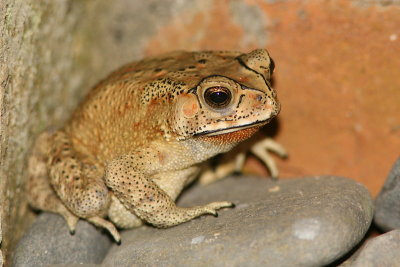 Asian Eyebrow-ridge Toad