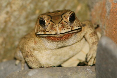 Asian Eyebrow-ridge Toad