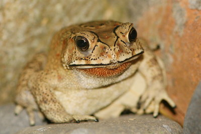 Asian Eyebrow-ridge Toad