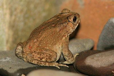 Asian Eyebrow-ridge Toad