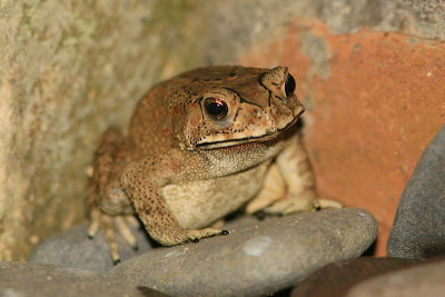 Asian Eyebrow-ridge Toad