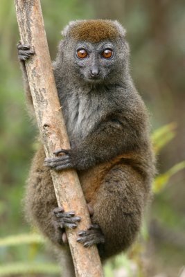 Lemurs in Andasibe