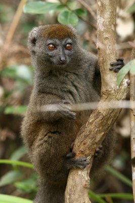 Grey Bamboo Lemur