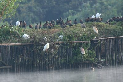 Madagascar Pond Heron