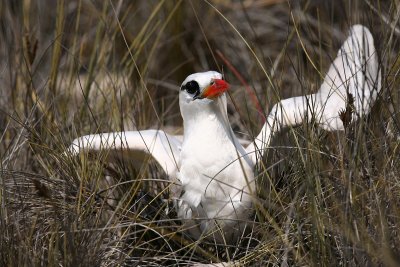 Red-tailed Tropicbird