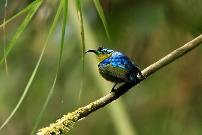 Common Sunbird-asity