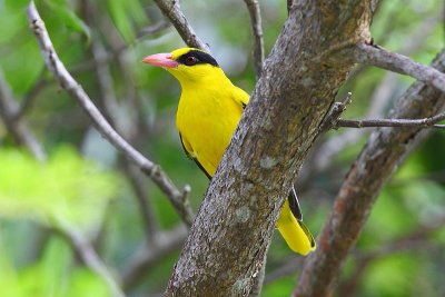 Black-naped Oriole