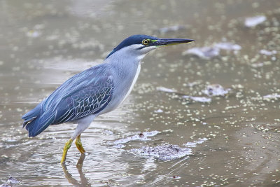 Striated Heron