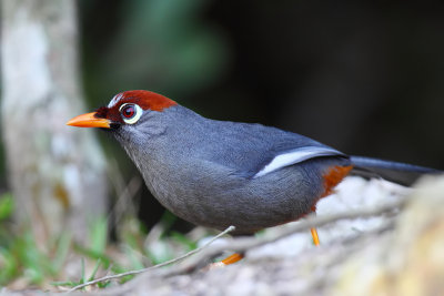 chestnut-capped laughingthrush