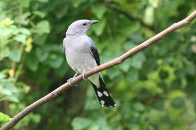 Black-winged Cuckoo Shrike