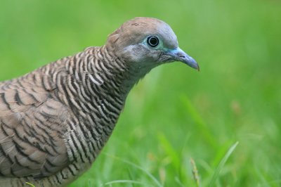 Zebra Dove