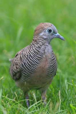 Zebra Dove