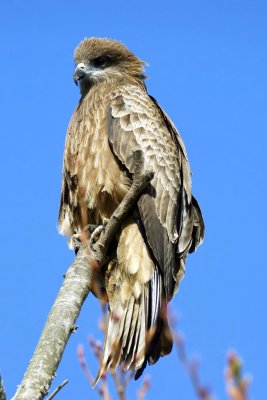 Black Kite