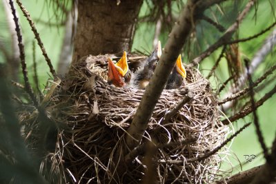 Day 7 - Nest take 1