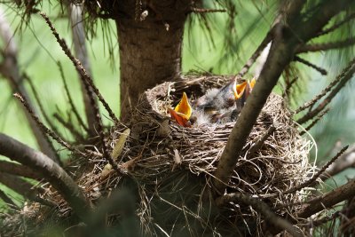 Robins' Nest