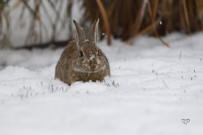 First Snow (Oct 10) and Our Resident Wabit