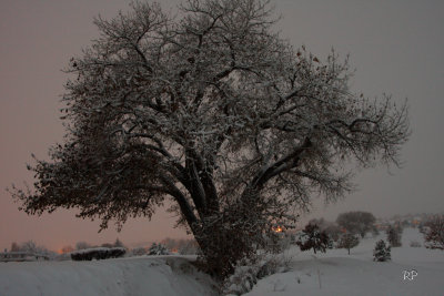 2nd snow - Nigth view of local cottonwood tree.