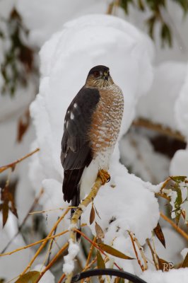 2nd snow - Visitor (picture taken from our window)