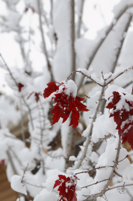 2nd snow - Early snow and maple colors