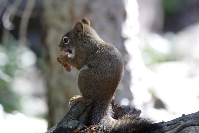 Pine Squirrel