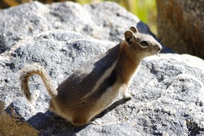 Golden Mantled Squirrel