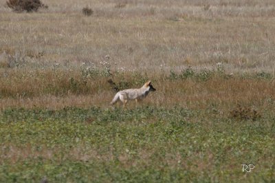 Coyote