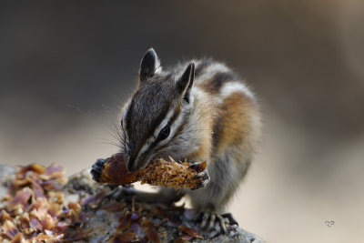 Chipmunk (exact classification unidentified )