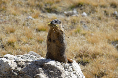 Yellow Bellied Marmot (see caption)