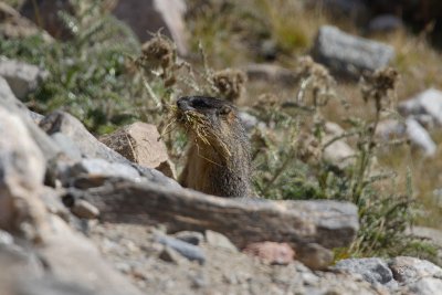 Marmot Profile