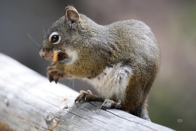Pine Squirrel