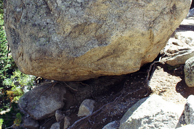 Tree lifing rock (Drzewo dzwiga glaz)