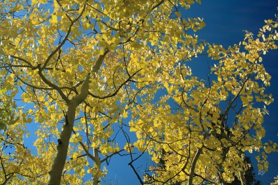 Aspens, Aspens!