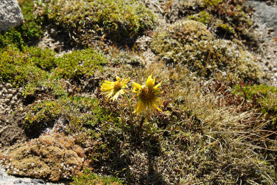 Alpine Zone Flora