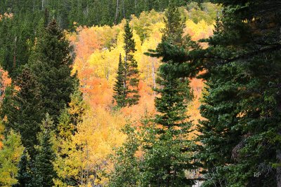 Apens, Aspens in Fall Colors