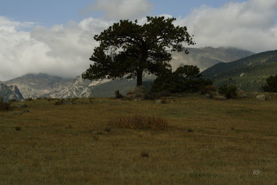 Lone Tree