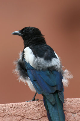 Black-billed magpie