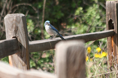 Western Scrub Jay