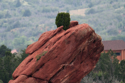 Rock, Tree with Bird on Top