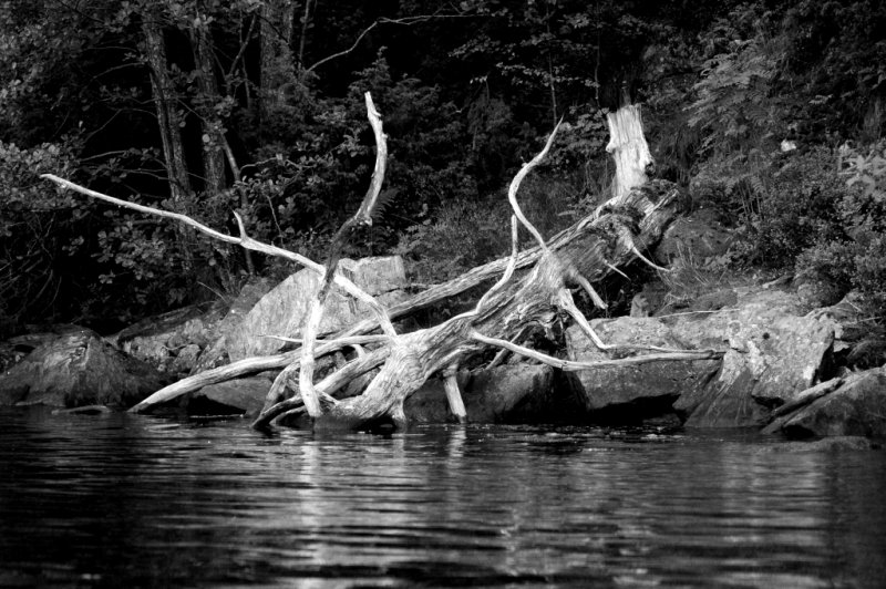Fallen tree