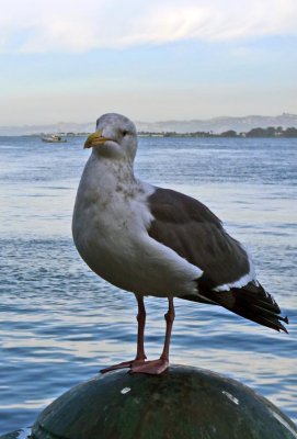 Just Seagull