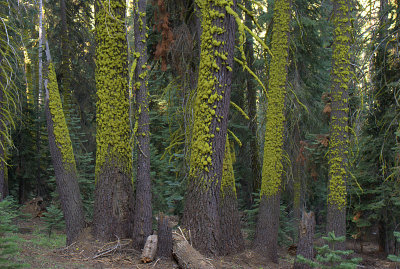 Trees