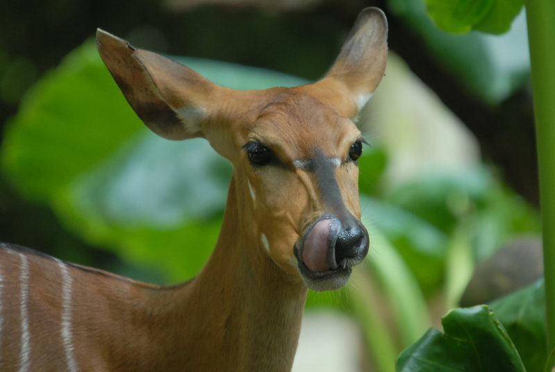 Nyala