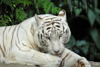 White Tiger