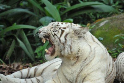 White Tiger