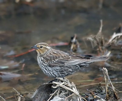 Red-winged Blackbird