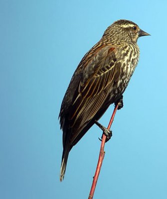 Red-winged Blackbird